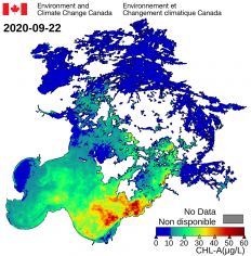 Satellite derived estimates of Chlorophyll-a (pigment in algae) across Lake of the Woods, Sept 22, 2020.