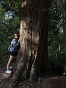 MichaelaNovak tree 002