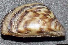 zebra mussel 1354035