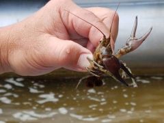 thumb crayfish
