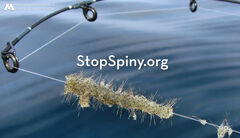 stopspiny.org 