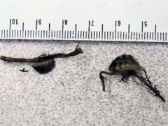 Zebra mussels found in more lakes in watershed