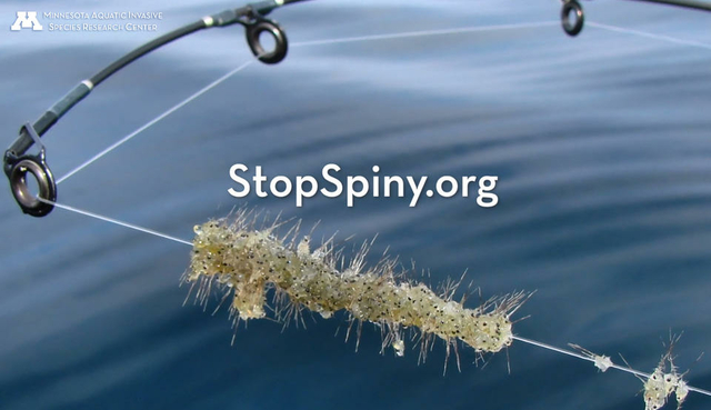 Spiny waterfleas are a threat to our lake ecosystems – you can help stop the spread!