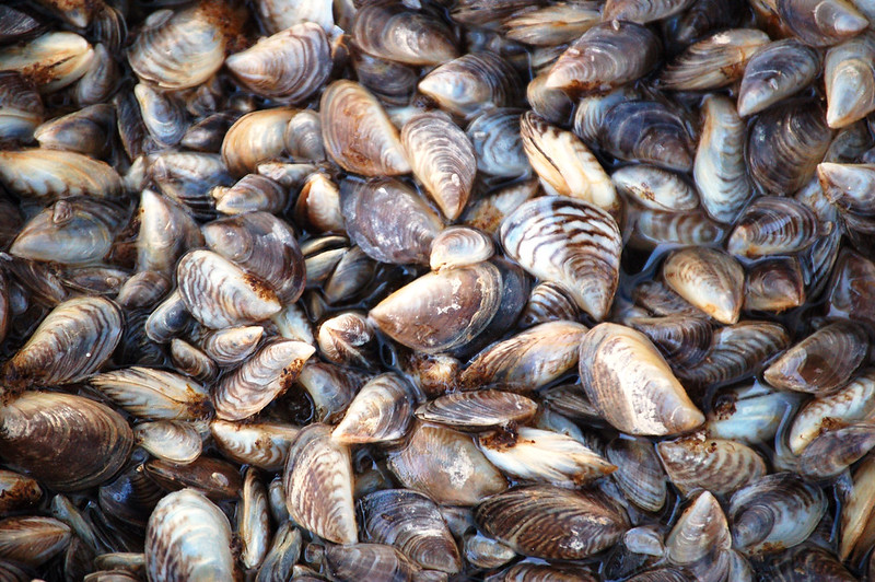 Zebra Mussel Larvae Confirmed in Rainy Lake
