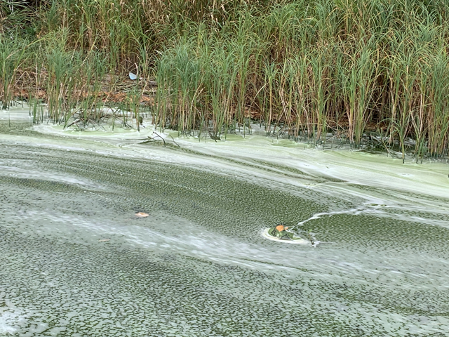 2023 Lake of the Woods Fall Algae Bloom Most Severe Since the Early 2000s